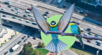 Investigadora revela que ruido del tráfico provoca algo nocivo en las aves