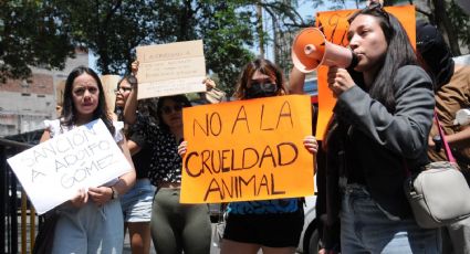 Activistas se manifiestan afuera del Senado por el sacrificio de una gallina el día de ayer