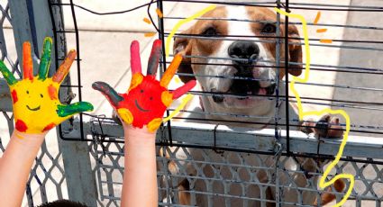 Así puedes adoptar a un perrito rescatado por el Metro para celebrar el Día del Niño
