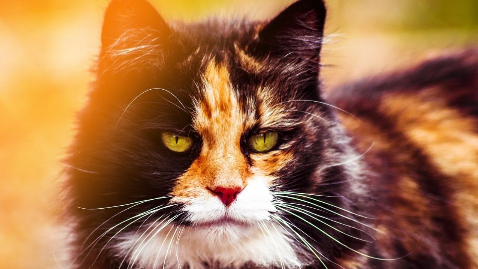 El color del pelaje de tu gato puede revelarte un secreto sobre su personalidad.
