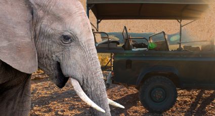Elefante ataca a turistas en Zambia durante un recorrido en safari | Video