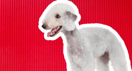 Bedlington Terrier: 5 características que debes saber sobre el llamado ‘perro oveja’