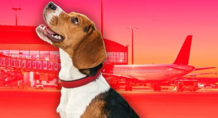 ¿Sabes cuál aerolínea no tiene cobro extra por viajar con mascotas en cabina?