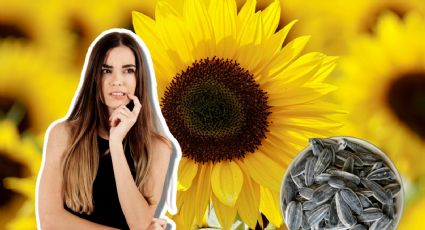 ¿Cuáles son los beneficios de comer semillas de girasol?