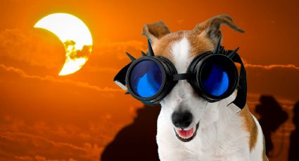 Eclipse solar 2024: Así puedes proteger a tus perros y gatos este 8 de abril