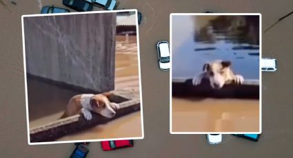 Rescate de perritos en las inundaciones de Brasil se vuelve viral | VIDEOS