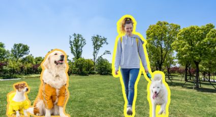 ¿Sabes cuántas veces debes sacar a pasear a tu perro?