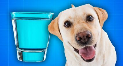 Ante el intenso calor, ¿sabes que bebidas puedes darle a tu mascota además del agua?