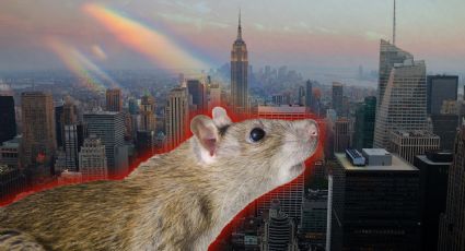 Así es pasear en Nueva York con la mayor plaga de ratas urbanas