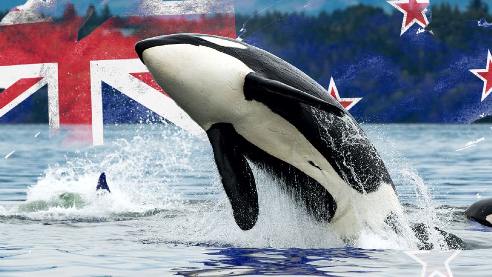 Sujeto se lanza sobre una orca en Nueva Zelanda