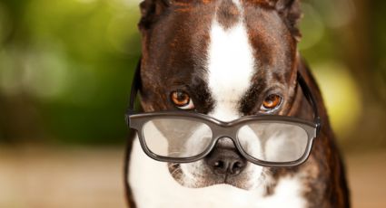 ¿Cuáles son los 10 perros más inteligentes del mundo?