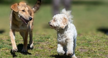 ¿Cuáles son las mejores razas de perros para tener en casa?