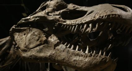 Descubren restos de un dinosaurio en Argentina, el cual vivió hace 69 millones de años