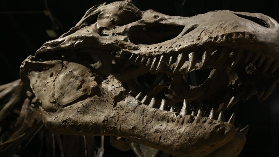 Descubren restos de un dinosaurio en Argentina, el cual vivió hace 69 millones de años.