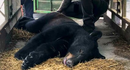 Salvan a oso de morir por golpe de calor en Escobedo