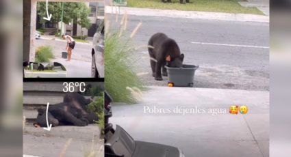 Maxi Meza brinda ayuda a osos ante el intenso calor de Monterrey