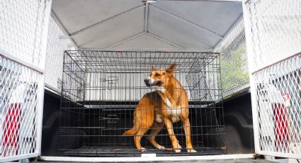 Rescatan a perrito en condiciones de maltrato durante la ola de calor en Monterrey