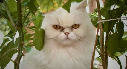 4 razas de gatos peligrosas que no debes tener como mascota en casa