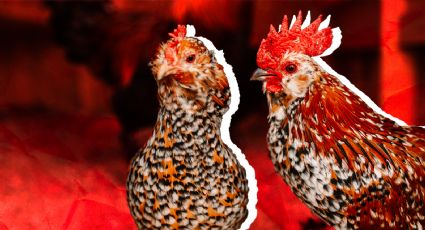Gripe aviar H5N2 en México se subestima: Arturo Barba