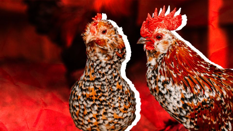 La gripe aviar causa alerta en la población, pero no hay de qué preocuparse.