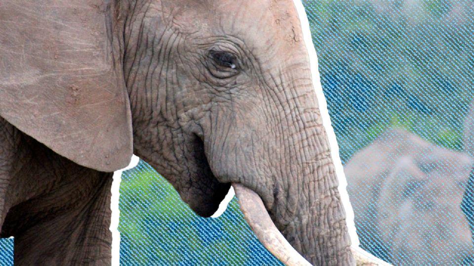 El elefante es uno de los animales más grandes del mundo.