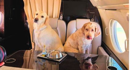 ‘Bark Air’: La nueva aerolínea con la que los perros podrán viajar en avión; estos son sus precios