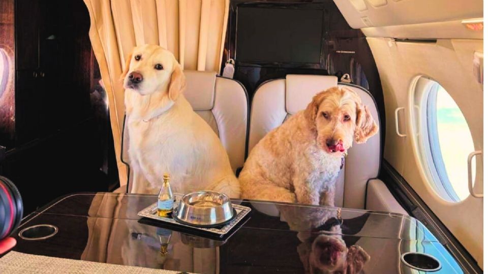 ‘Bark Air’: La nueva aerolínea con la que los perros podrán viajar en avión.