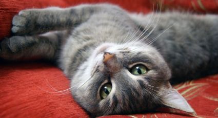 Los sorprendentes beneficios del ronroneo de gatos para tu salud