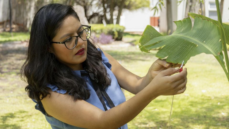 Música que se produce a través de las plantas; este es el impactante invento de una mexicana.