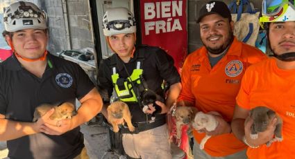 Rescata Protección Civil de Santa Catarina a seis perritos tras tormenta Alberto
