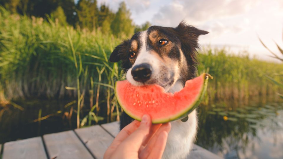 ¿Qué verduras puede comer tu perro?