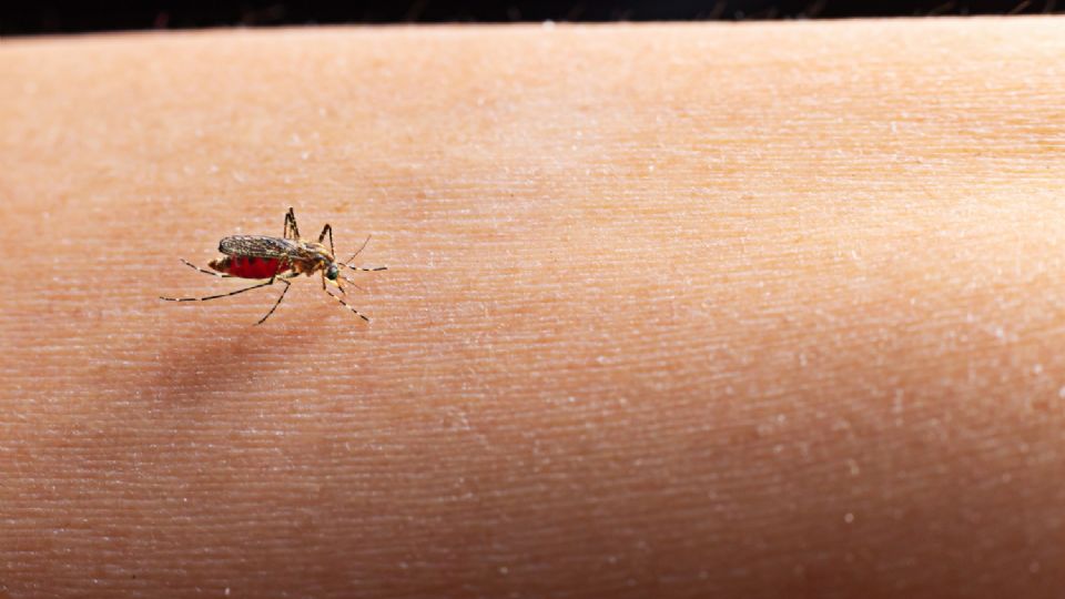 Prevén controlar incremento de casos de Dengue en México.