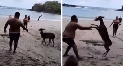 Turista intenta acariciar a un venado y el animal le responde a patadas | VIDEO