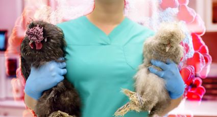 OMS aclara y descarta que gripe aviar H5N2 causara muerte de mexicano; esto pasó en realidad