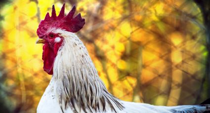 Gripe aviar H5N2 provocaría 300 muertes por cada mil contagios: Dr. Francisco Moreno