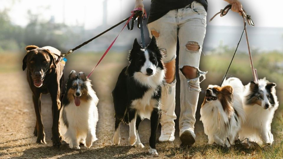 Desde el 6 de junio entró en vigor el Padrón de paseadores de perros dentro de la CDMX