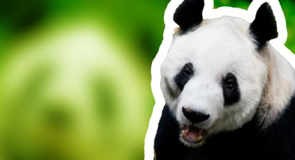 Panda gigante Xin Xin celebra 34 años de existencia