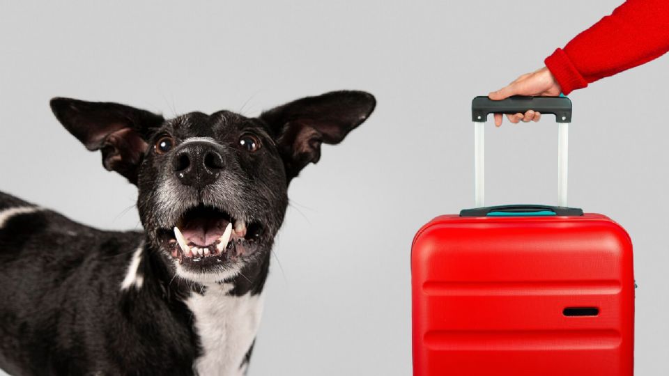 ¿Qué hacer con tu perro si sales de vacaciones? Sigue estas recomendaciones.