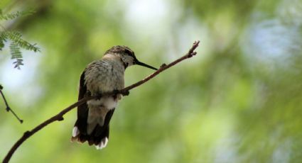 Las mejores plantas para atraer a los colibríes a tu jardín