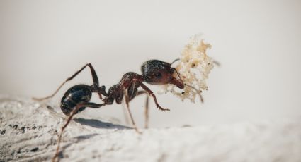 Crean diminutos drones inspirados en la biología de las hormigas y otros insectos