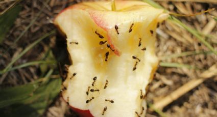 ¿Hormigas en casa? Estos son 3 remedios naturales para ahuyentarlas para siempre