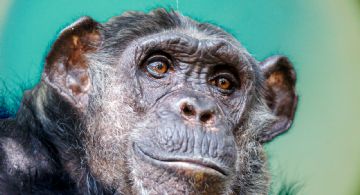 ¿Los chimpancés hablan como los humanos? Esto dice la ciencia