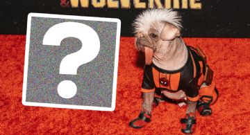 Deadpool 3: ¿Quién es Dogpool? El perrito con la lengua de fuera que aparece en la cinta y se ha hecho viral