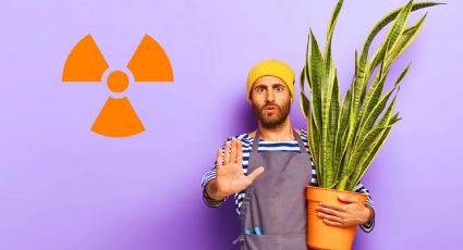 Conoce las 5 plantas que pueden ser nocivas si las tienes en casa