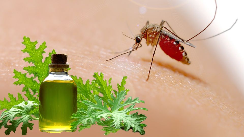 También puedes optar por usar repelentes químicos para evitar que los mosquitos se te acerquen.