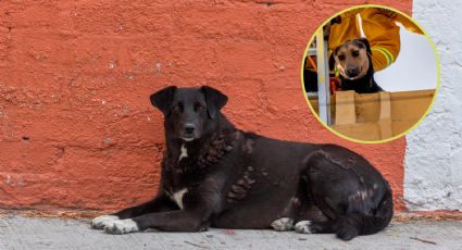 ¿Cuál es la multa por maltrato animal en CDMX si dejo a mi perro en la azotea?