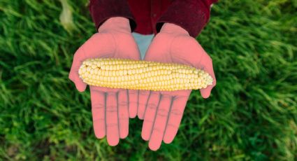 ¿De qué trata la reforma que prohíbe el cultivo de maíz amarillo? Esto dice Eduardo Torreblanca