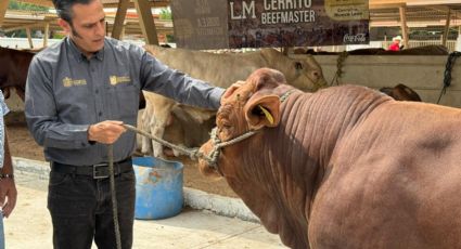 Aumenta Estado apoyos al campo para adquirir sementales