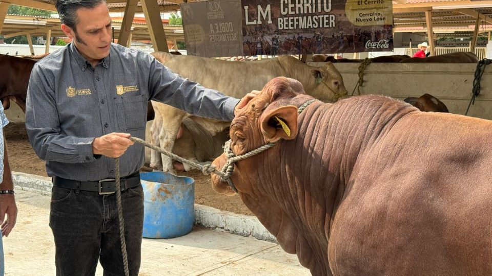 En el evento, los productores de diversos municipios ganaderos pudieron elegir entre 300 sementales de razas destacadas.