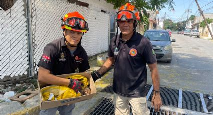 Rescatan a gatito atrapado en drenaje pluvial en Guadalupe